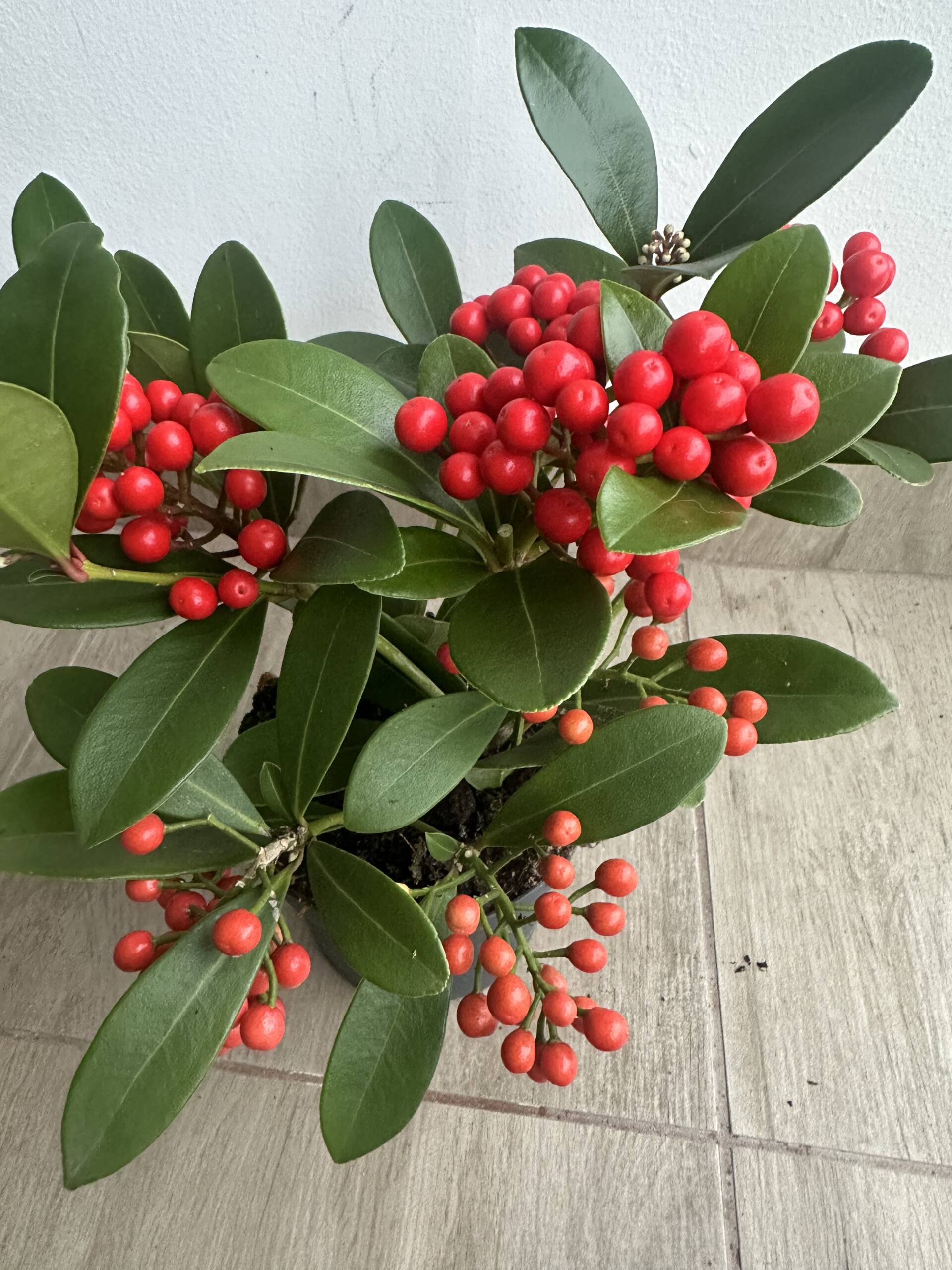 Skimmia japonica O'Berries Red - Image 3