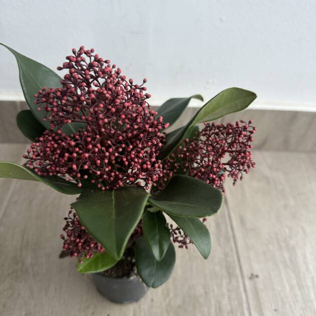 Japán dérbabér Skimmia japonica 'Rubella'