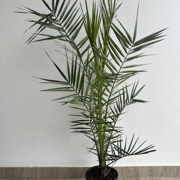 Kanári datolyapálma – Phoenix canariensis