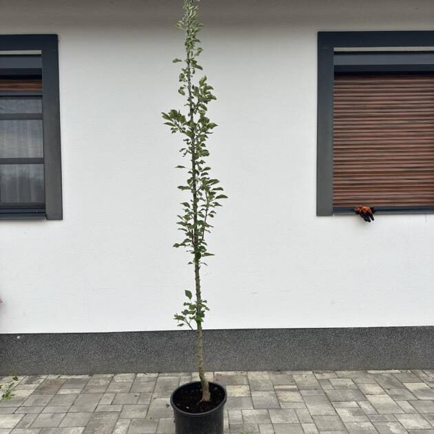 Oszlopos zöldalma - Malus Bolero