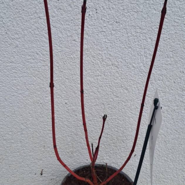 Vörös vesszejű fehér som - Cornus alba 'Sibirica'