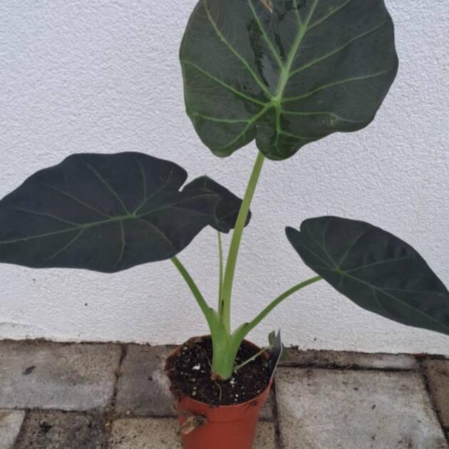 Elefántfül - Alocasia 'Regal Shield'