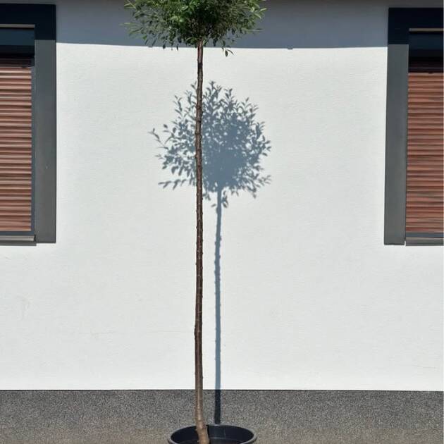 Gömb csepleszmeggy - Prunus fruticosa 'Globosa'