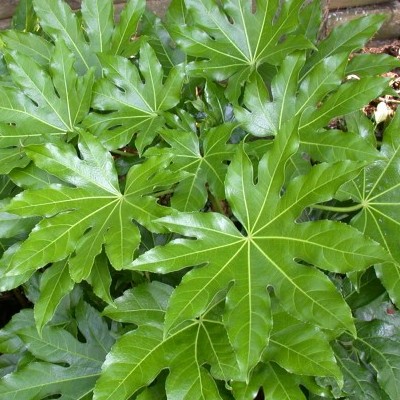 Japán arália - Fatsia japonica