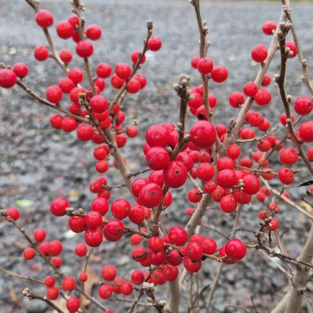 Magyal - Ilex verticillata 'Jingle Bells'