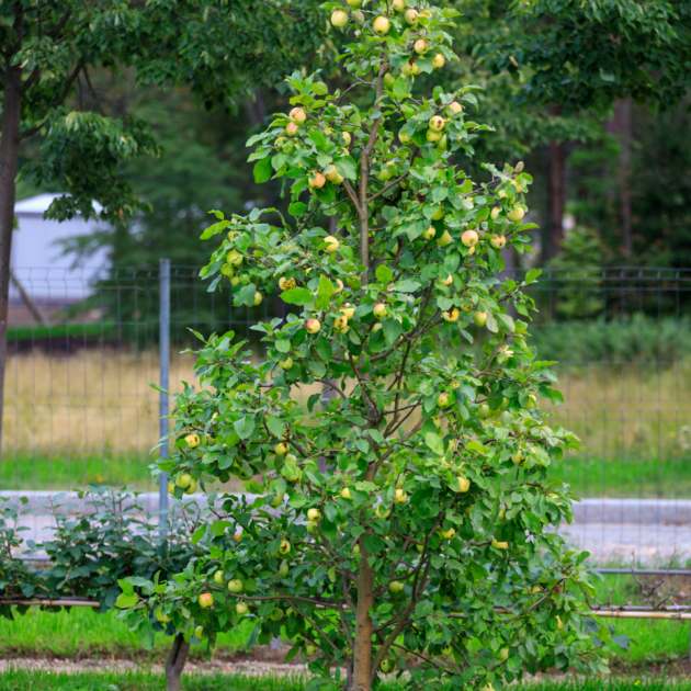 Oszlopos zöldalma - Malus Bolero