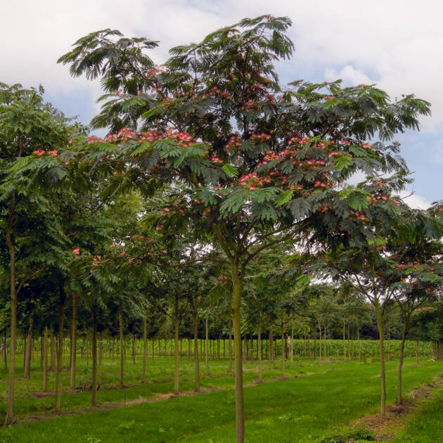Selyemakác – Albizia Julibrissin