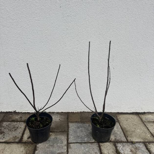 Törpe vérszilva - Prunus cistena