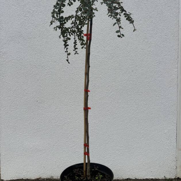 Magastörzsű madárbirs - Cotoneaster dammeri