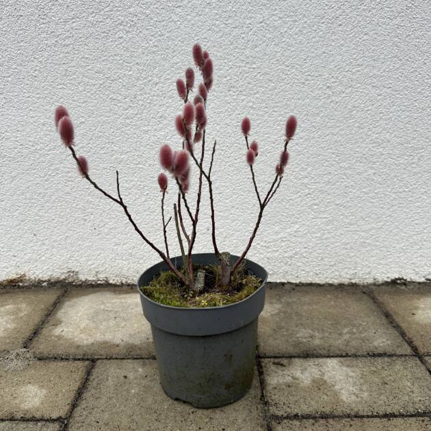 Rózsaszín barkafűz - Salix gracilistyla ’Mount Aso’ (bokor)