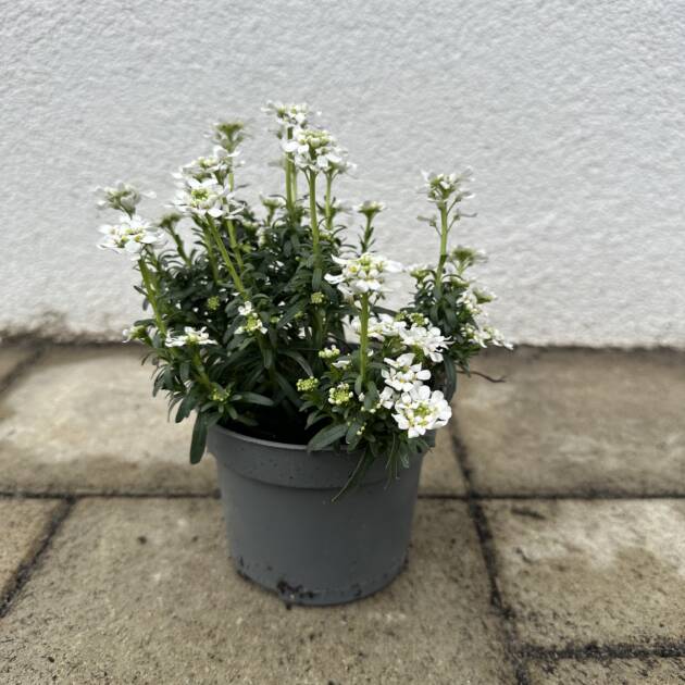 Örökzöld tatárvirág - Iberis sempervirens