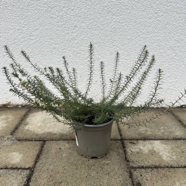Hanga - Erica carnea ‘Snow Prince’