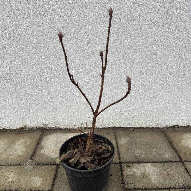 Azálea - Azalea mollis