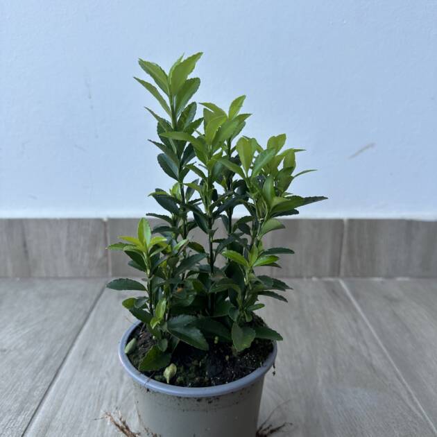 Oszlopos japán kecskerágó - Euonymus japonicus 'Green Spire'