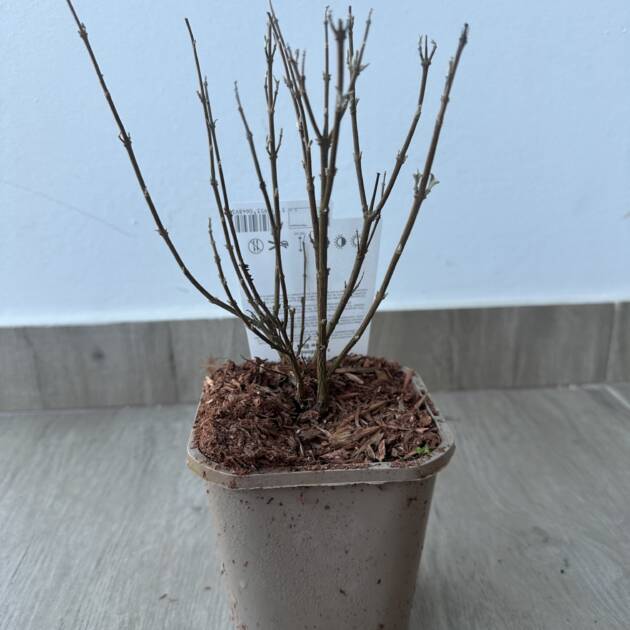 Kékszakáll - Caryopteris clandonensis 'Kew Blue'