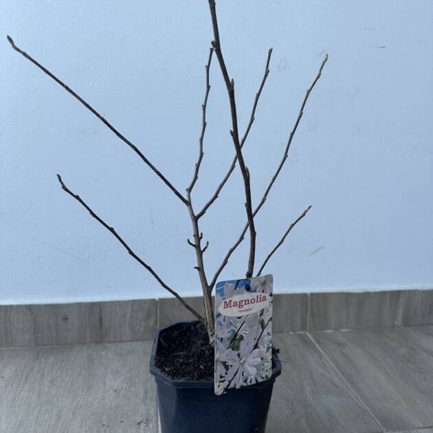 Csillagvirágú liliomfa - Magnolia stellata