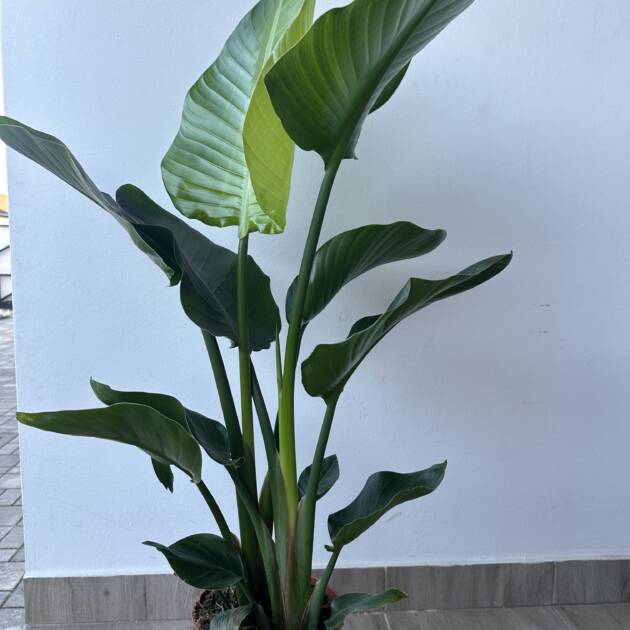 Kék papagájvirág - Strelitzia nicolai