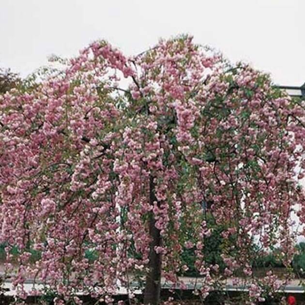 Japán csüngő díszcseresznye - Prunus serrulata 'Kiku-shidare-zakura'