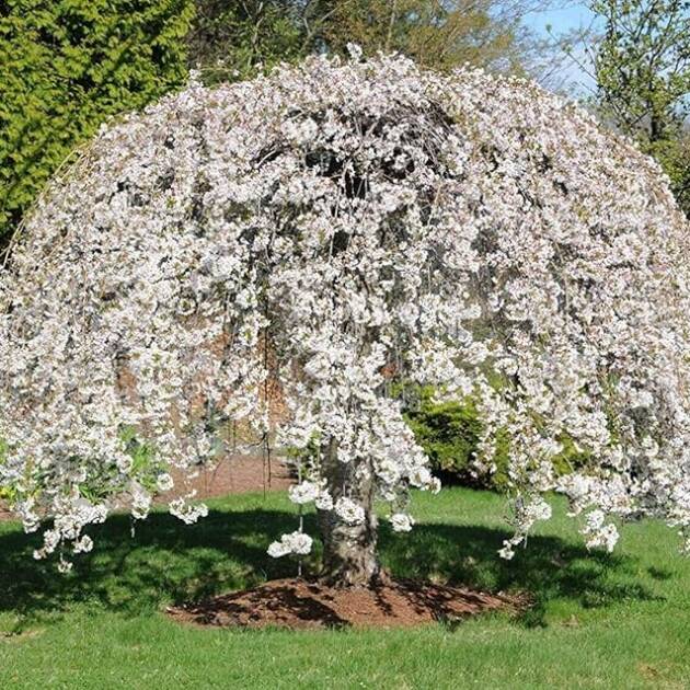 Japán csüngő díszcseresznye – Prunus serrulata 'Shidare Joshino'