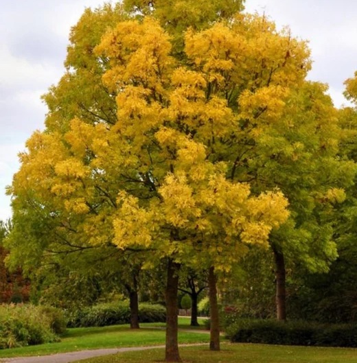 Aranykőris - Fraxinus excelsior 'Aurea'