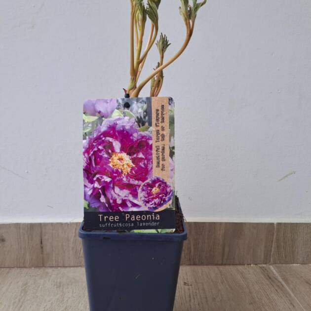 Fás bazsarózsa - Paeonia suffruticosa 'Lavender'