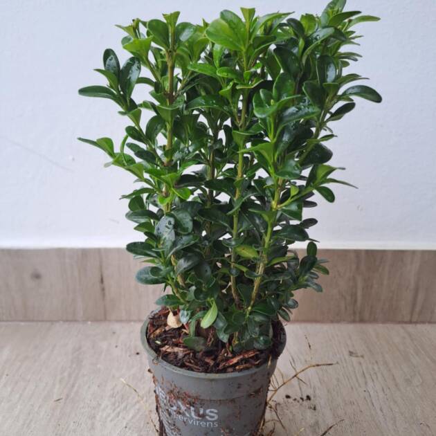 Örökzöld puszpáng - Buxus sempervirens