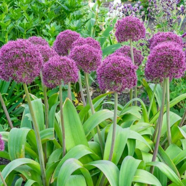 Díszhagyma - Allium 'Ostara'