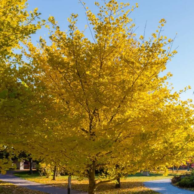 Páfrányfenyő – Ginkgo biloba