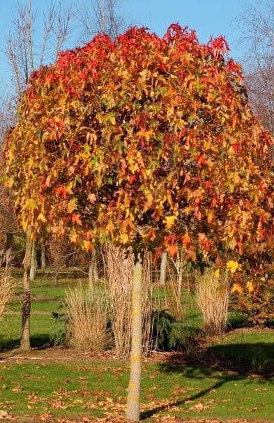 Gömb ámbrafa - Liquidambar styraciflua 'Gum Ball'