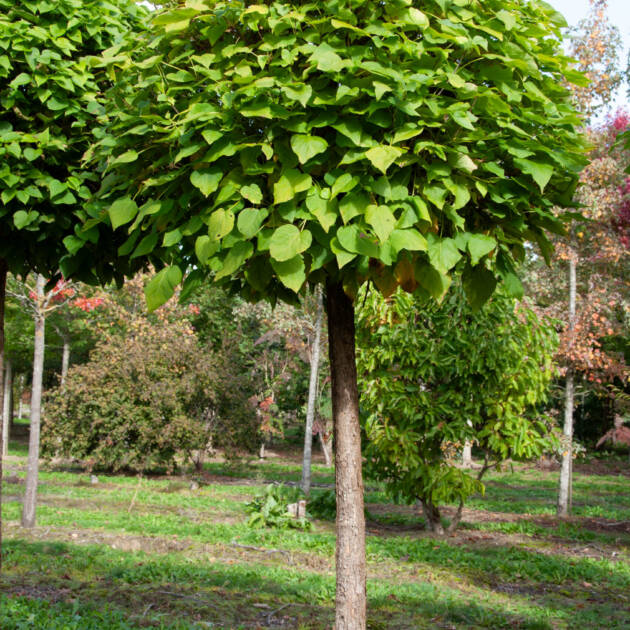Gömb szivarfa - Catalpa bignoides ‘Nana’