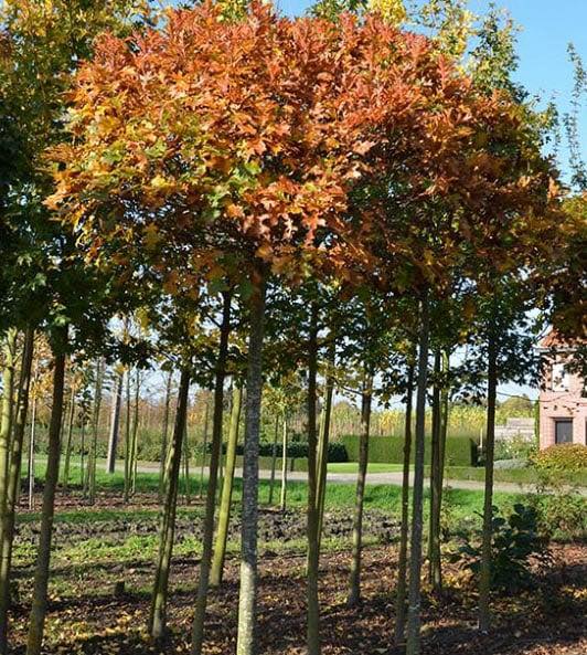 Gömb mocsártölgy - Quercus palustris 'Green Dwarf'