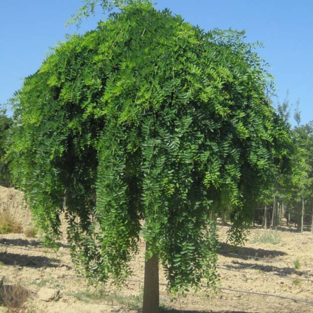 Csüngő japánakác - Styphnolobium japonicum 'Pendula'