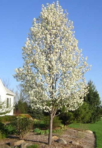 Oszlopos kínai díszkörte - Pyrus calleryana capital