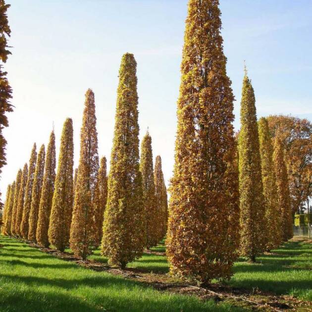 Oszlopos kocsányos tölgy - Quercus robur 'Fastigiata Koster'