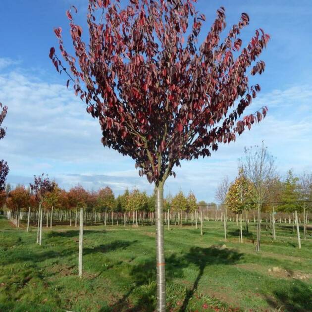 Vöröslevelű japán díszcseresznye - Prunus serrulata 'Royal Burgundy'