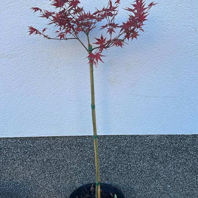 Acer palmatum ‘Beni-maiko’ (törzses)