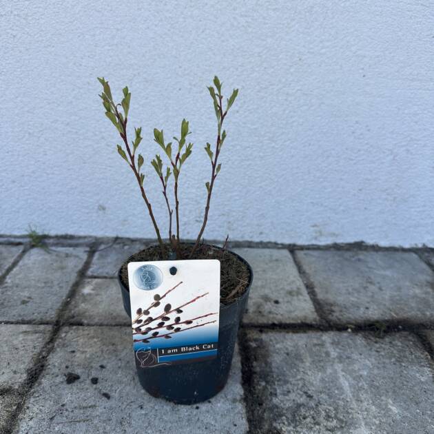 Fekete barkafűz – Salix chaenomeloides 'Black Cat' (bokor)