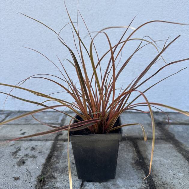 Horogfű - Uncinia rubra 'Everflame'