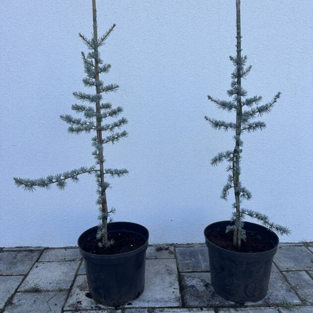 Kék atlasz cédrus - Cedrus atlantica Glauca