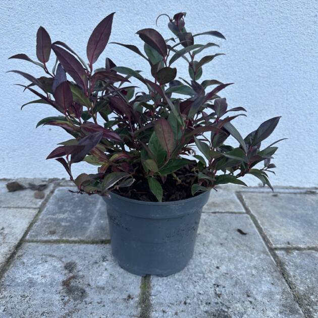 Fürtöshanga - Leucothoe axillaris 'Zeblid'