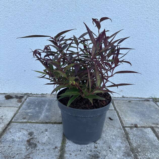 Fürtös hanga - Leucothoe Keiskei 'Burning Love'