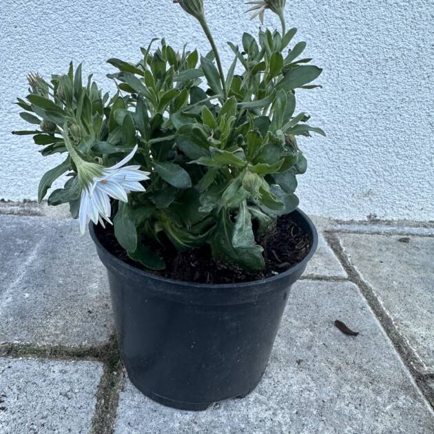 Cseppecske - Osteospermum