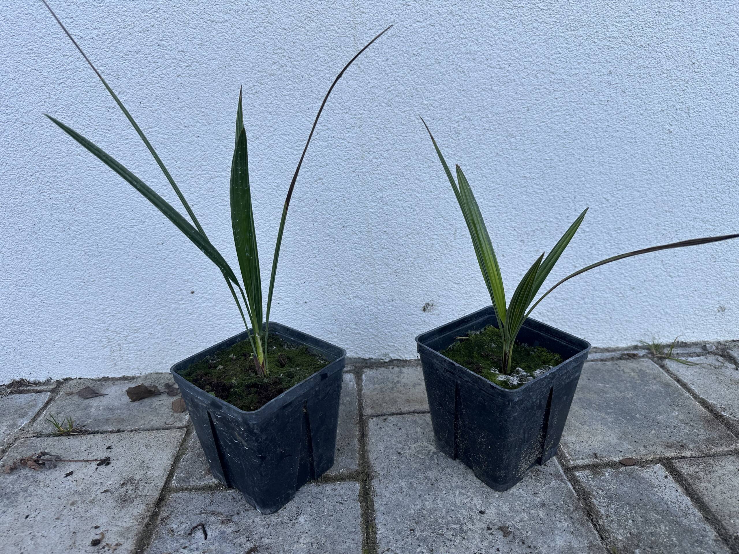 Törpe lószőrpálma - Chamaerops humilis - Image 2