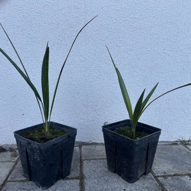 Törpe lószőrpálma - Chamaerops humilis