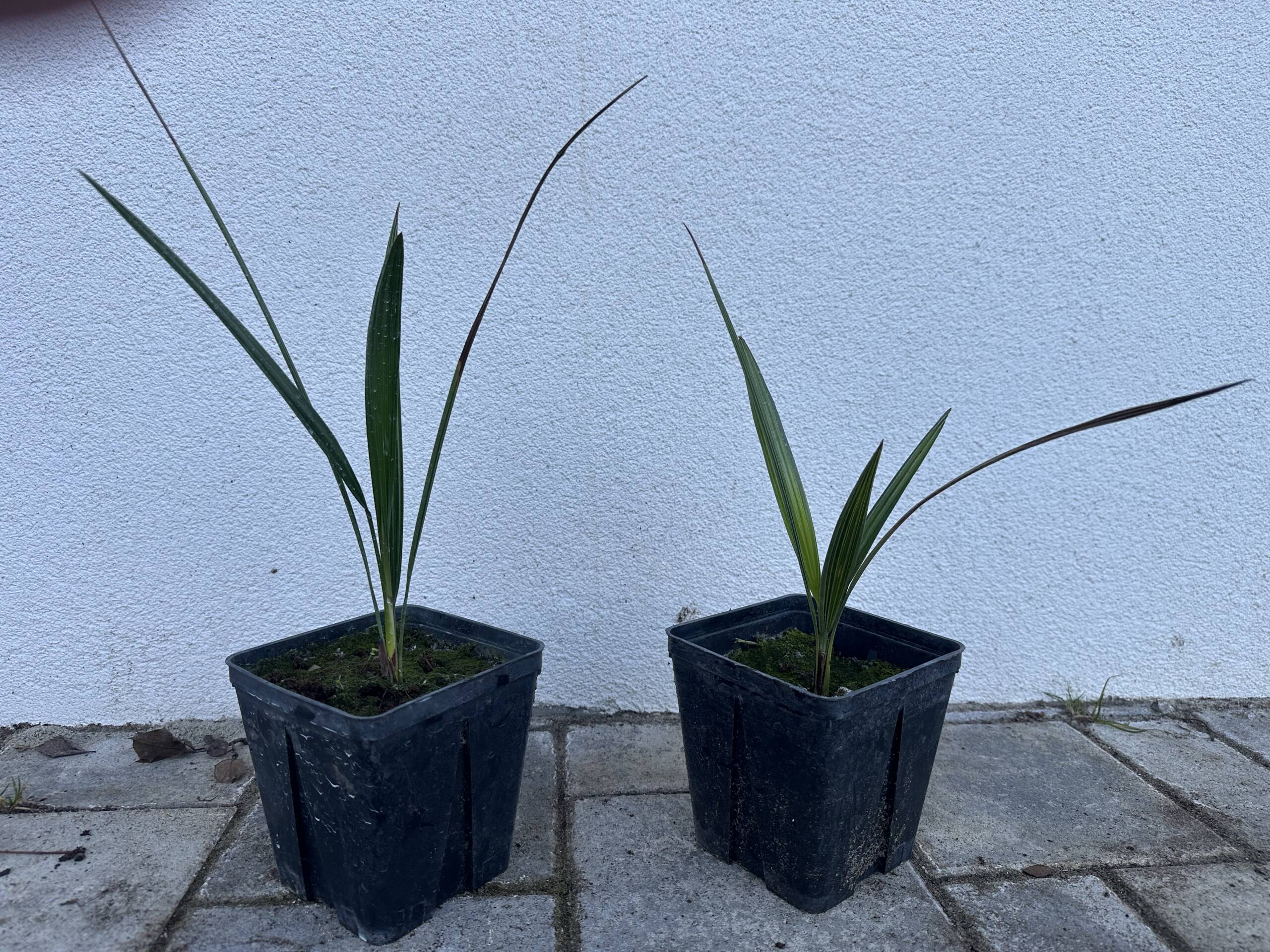 Törpe lószőrpálma - Chamaerops humilis