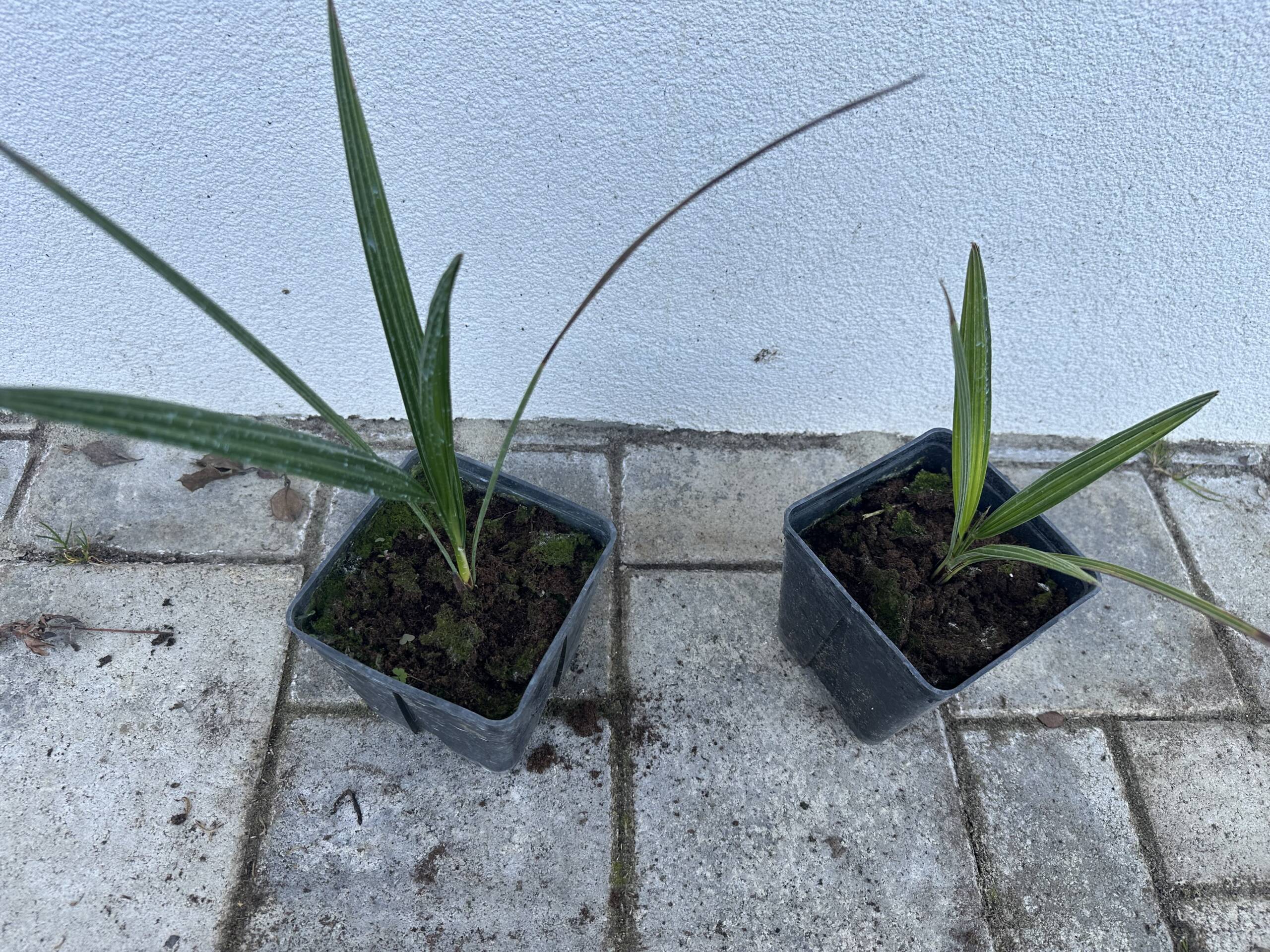 Törpe lószőrpálma - Chamaerops humilis - Image 3