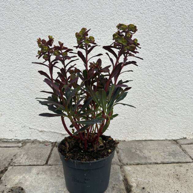 Erdei kutyatej - Euphorbia amygdaloides 'Purpurea'