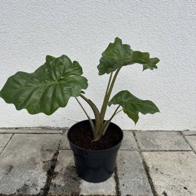 Elefántfül - Alocasia 'Low Rider'