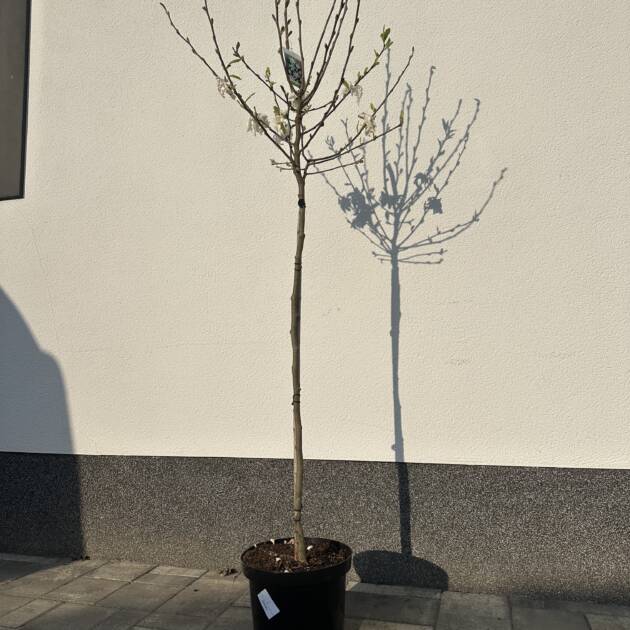 Fehér csillagvirágú liliomfa - Magnolia stellata 'Royal Star' (törzses)