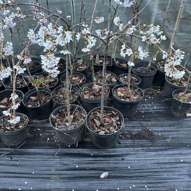 Japán csüngő díszcseresznye – Prunus serrulata ‘Shidare Joshino’